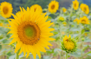 Fototapeta premium sunflower