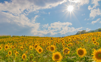 Obraz premium sunflower