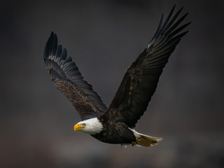 Close up side view of a Bald Eagle flying in dark background above the Susquehanna River in Maryland