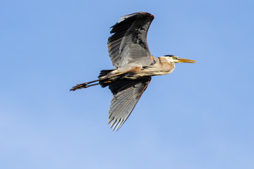 Great Blue Heron n flight