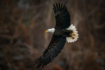Full body side view of a Bald Eagle flying and spreading wings wide above the Susquehanna River in Maryland