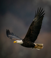 Close up side view of a Bald Eagle flying in dark background above the Susquehanna River in Maryland