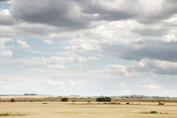 beautiful farmland in essex england