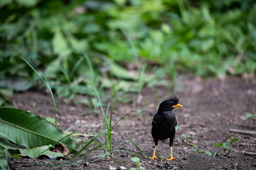 White - vented Myna