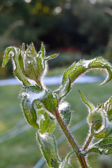 yellow sunflower in your atumn garden