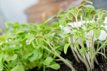 Green seedlings on the windowsill, tomatoes, arugula