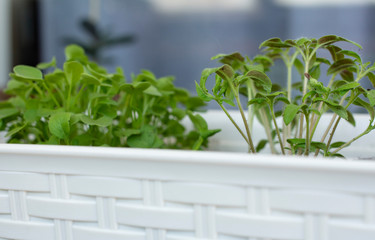 Fototapeta na wymiar Green seedlings on the windowsill, tomatoes, arugula