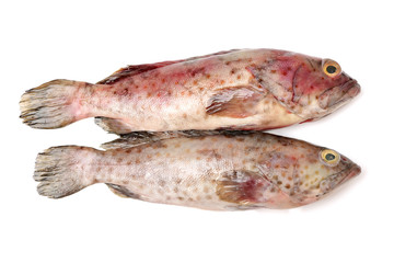 fish isolated on white