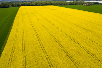 aerial view of yellow harvest fields in czech