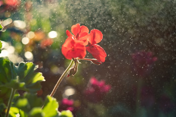 Obraz premium A beautiful red flower with soaring bokeh. Close-up of the beauty of buds backlit by sunlight. On blured backdrop is a copy space. Amazing magic postcard with copy space on right.