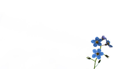 Fototapeta na wymiar blue flowers on white