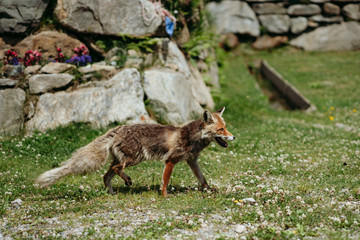 Cute fox in italian village