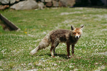 Naklejka na ściany i meble Cute fox in italian village