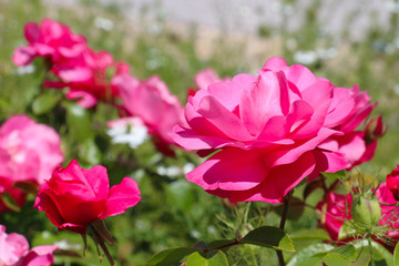 Fototapeta premium la rose d'amour