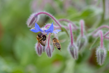 Macro of two bees next to a starflower (borage). One bee on the flowerhead, the other flying towards it.