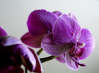 Fototapeta na wymiar Blooming lilac orchid. Lilac flowers