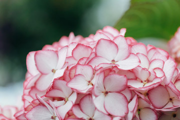Pink colored flowers，Hydrangea macrophylla，Forever Summer，Endless Summer