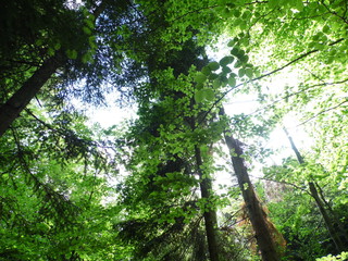 Fototapeta premium Forest
