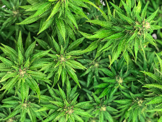 marijuana, backgrounds