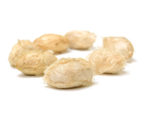 silk cocoon on white background