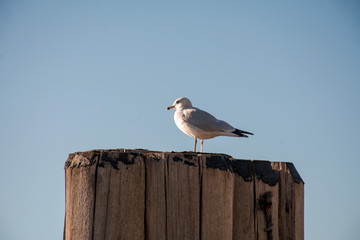 seagull on the pier