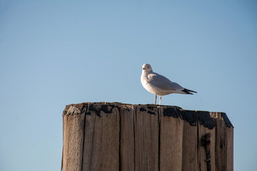 Obraz premium seagull perched on a fence