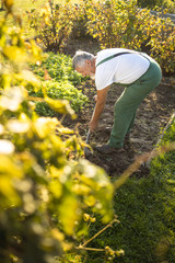 Senior gardener gardening in his permaculture garden - turning over the soil in his garden with a spade