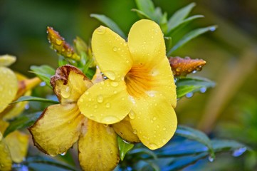 Alamanada After Rain
