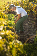 Senior gardener gardening in his permaculture garden - turning over the soil in his garden with a spade