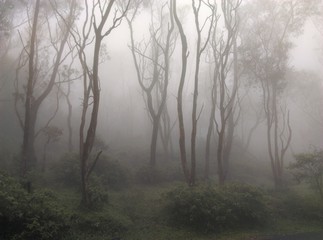 Obraz na płótnie Canvas fog in the forest ponmudi hill station Trivandrum Kerala