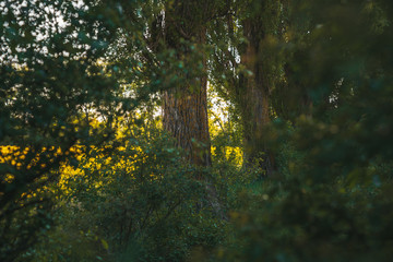 Spring green forest, big trees among bushes, sunny day