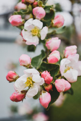 Obraz premium flowering branch of apple tree