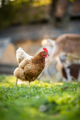 Hen in a farmyard (Gallus gallus domesticus)