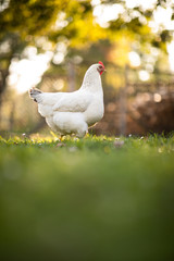 Hen in a farmyard (Gallus gallus domesticus)