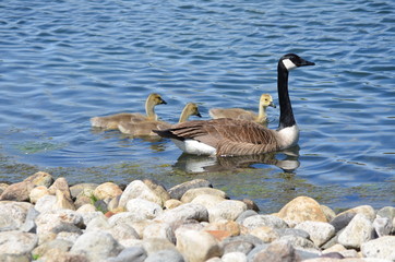 canada goose on the beach