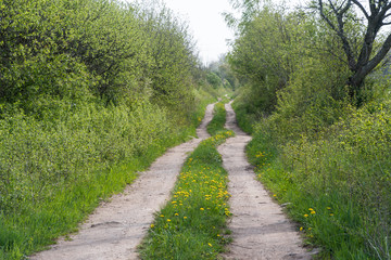 Dirt road with lush greenery in leafing season