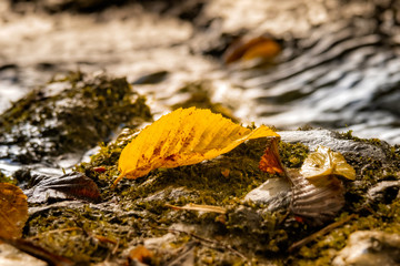 Golden autumn leaves on the ground