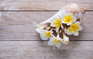 Beautiful tropical Frangipani or Plumeria spa flower set in sea shell vase on vintage wood background,top view