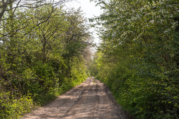 Dirt road through a lush greenery