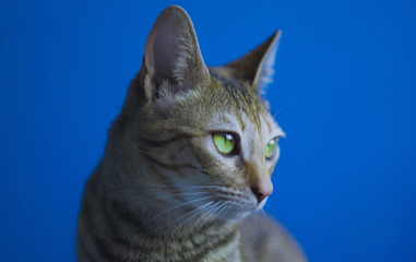 Obraz premium portrait photography of a beautiful cat with green eyes with a blue background