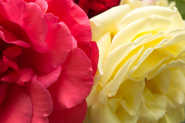 two completely bloomed roses of red and yellow. wallpaper or background