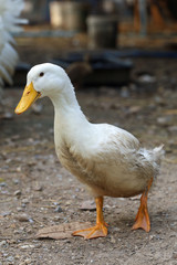 The baby white goose is stand up at garden,thailand