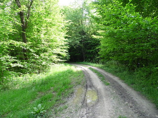 Obraz premium Path in the woods