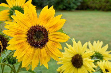Fototapeta premium yellow sunflower in your atumn garden