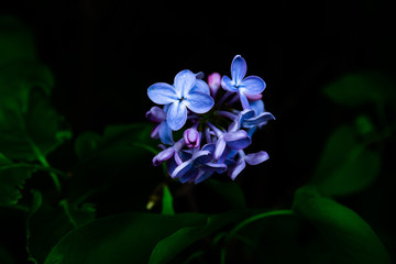 Fototapeta na wymiar Bush with blue small beautiful flowers on a spring flora macro close-up black background