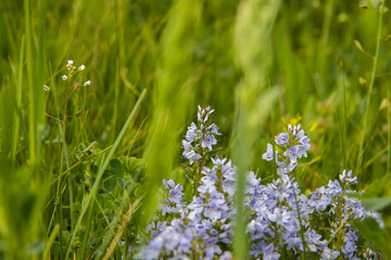 Blooming grass on a green background, spring mood
