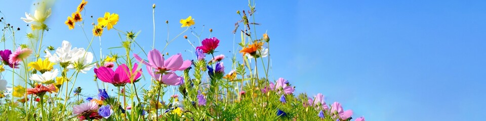 colorful wildflower meadow with blue sky and sunshine - floral summer background banner with copy...