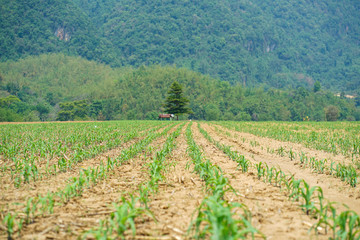 Fototapeta na wymiar Maize Farming in Thailand