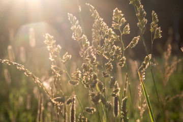 Summer or autumn landscape. Sun rays at sunset through the grass and flowers in the field. grass field with sunny background. Russia, Vladimir
