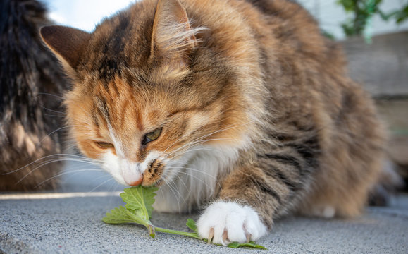 Cute fluffy cat chewing on catnip leaves, outdoors. Front portrait of long-hair, multicolored domestic cat holding the catnip with her paw and claws. Female calico or torbie cat. Catnip frenzy.